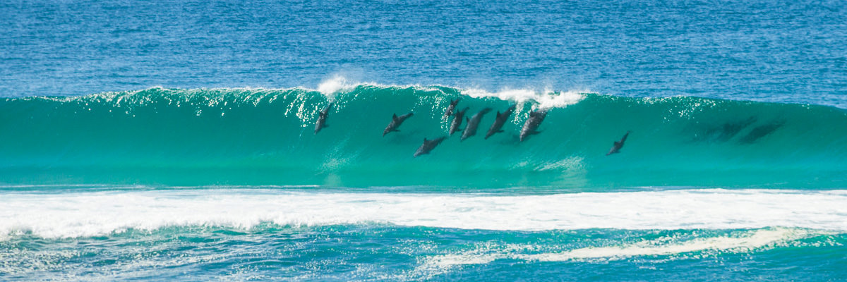 Dolphins at Suffolk Park Beach
